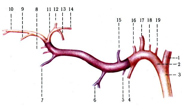 394.    (). 1 - a. temporalis superficialisis; 2 - a. maxillaris; 3 - a. carotis externa; 4 - a. alveolaris inferior; 5 - a. masseterica; 6 - a. pterygoidea; 7 - a. buccinatoria; 8 - aa. alveolares superiores anteriores; 9 - aa. alveolares superiores posteriores; 10 - a. infraorbital; 11 - a. sphenopalatina; 12 - a. canalis pterygoidei; 13 - a. palatina descendens; 14 - a. temporalis profunda anterior; 15 - a. temporalis profunda posterior; 16 - a. meningea accessoria; 17 - a. meningeae media; 18 - a. tympanica anterior; 19 - a. auricularis profunda