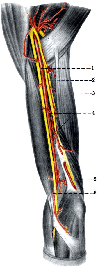 398.  . 1 - a. brachialis; 2 - n. radialis; 3 - n. ulnaris; 4 - a. collateralis ulnaris superior; 5 - a. (ollateralis ulnaris inferior; 6 - n. medianus