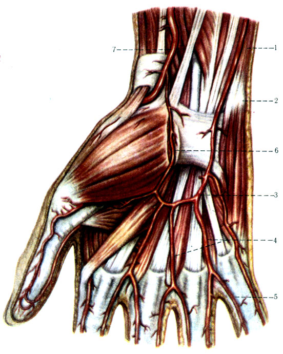 400.    . 1 - a. ulnaris; 2- os pisiforme; 3 - arcus palmaris superficialisis; 4 - aa. digitales palmares communes; 5 - a. digitales palmares propriae; 6 - r. palmaris superficialisis a. radialis; 7 - a. radialis