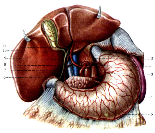 402.   . 1 - truncus celiacus; 2 - a. gastrica sinistra; 3 - a. lienalis; 4 - a. gastroepiploica sinistra; 5 - a. gastroepiploica dextra; 6 - a. gastroduodenalis; 7 - v. portae; 8 - a. hepatica communis; 9 - ductus choledochus; 10 - ductus cysticus; 11 - a. cystica