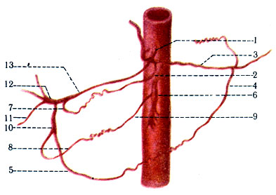 403.    . 1 - tr. celiacus; 2 - a. gastrica sinistra; 3 - a. lienalis; 4 - a. gastroepiploica sinistra; 5 - a. gastroepiploica dextra; 6 - a. mesenterica superior; 7 - a. gastrica dextra; 8 - a. pancreaticoduodenalis inferior; 9 - a. pancreaticoduodenalis superior; 10 - a. gastroduodenalis; 11 - a. cystica; 12 - a. hepatica propria; 13 - a. hepatica communis
