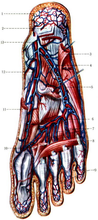 413.     . 1 - r. calcaneus medialis anterior; 2 - lig. plantare longum; 3 - m. adductor digiti minimi; 4 - m. quadratus plantae; 5 - a. plantaris lateralis; 6 - arcus plantaris; 7 - aa. metatarseae plantares; 8 - caput transversum m. adductoris hallucis; 9 - aa. digitales plantares; 10 - m. flexor hallucis brevis; 11 - m. abductor hallucis; 12 - a. plantaris medialis; 13 - a. tibialis posterior