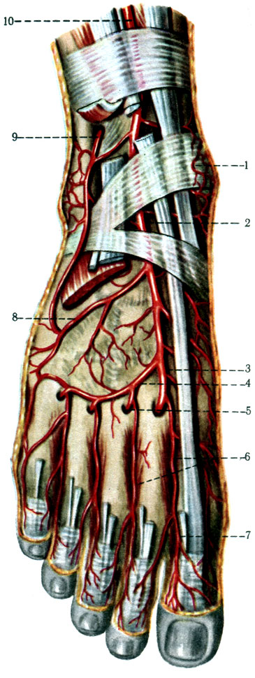 414.    . 1 - rete malleolare mediale; 2 - a. dorsalis pedis; 3 - aa. tarseae mediales; 4 - a. arcuata; 5 - r. plantaris profundus; 6 - aa. metatarseae dorsales; 7 - aa. digitales dorsales; 8 - a. tarsea lateralis; 9 - r. perforans a. peroneae; 10 - a. tibialis anterior