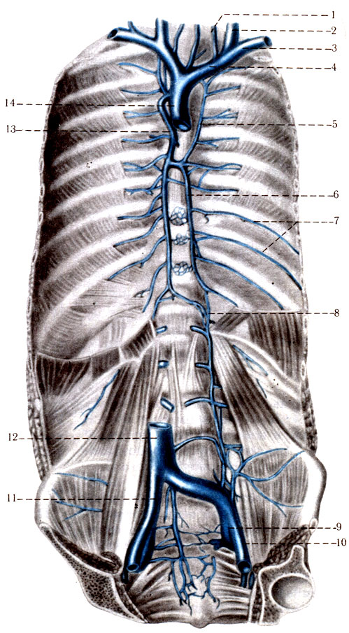 415.  ,    . 1 - v. thyroidea inferior; 2 - v. jugularis interna; 3 - v. subclavia; 4 - v. brachiocephalica sinistra; 5 - v. hemiazygos accessoria; 6 - v. hemiazygos; 7 - vv. intercostales; 8 - v. lumbales ascendens; 9 - v. iliaca interna; 10 - v. iliaca externa; 11 - v. iliaca communis; 12 - v. cava inferior; 13 - v. azygos; 14 - v. cava superior