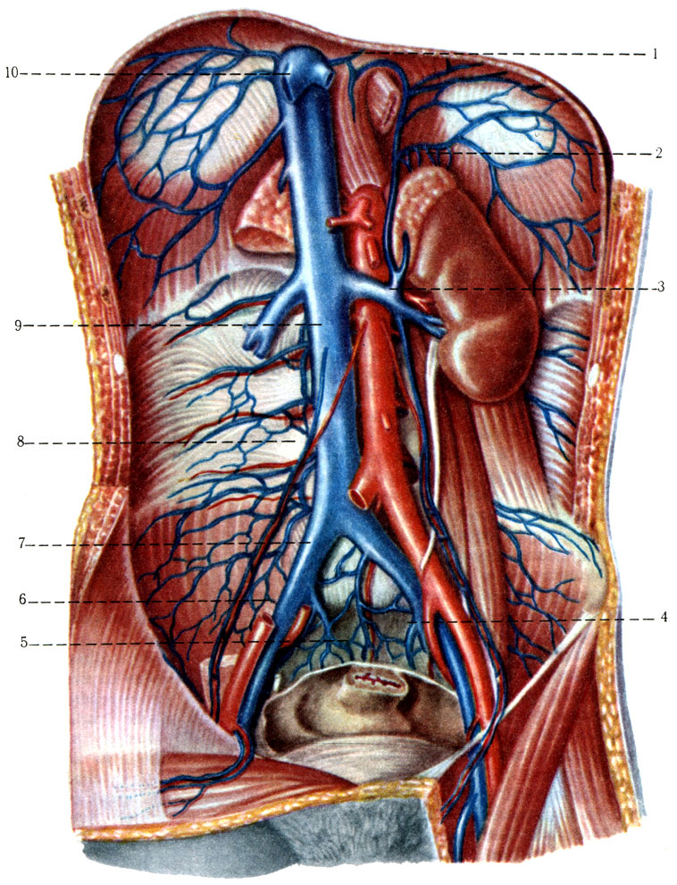 420.       ( . . ). 1 - vv. phrenicae inferiores; 2 - vv. suprarenales sinistrae; 3 - v. renalis; 4 - v. iliaca interna sinistra; 5 - plexus venosus sacralis; 6 - v. iliaca externa; 7 - v. iliaca communis dextra; 8 - v. testicularis; 9 - v. cava inferior; 10 - v. hepatica
