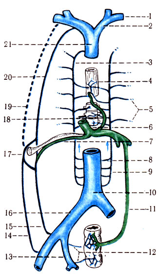 423.            . 1 - v. subclavia; 2 - v. brachiocephalica; 3 - v. azygos; 4 - v. esophagea; 5 - vv. intercostales posteriores; 6 - v. portae; 7 - vv. paraumbilicales; 8 - v. lumbalis; 9 - lumbalis ascendens; 10 - v. cava inferior; 11 - v. mesenterica inferior; 12 - vv. rectales media et inferiores; 13 - v. iliaca interna; 14 - v. epigastrica superficialisis; 15 - v. epigastrica inferior; 16 - v. iliaca communis; 17 - umbilicus; 18 - v. gastrica; 19 - v. thoracoepigastrica; 20 - v. thoracica interna; 21 - v. cava superior
