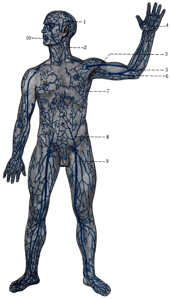 424.      . 1 - v. temporalis superficialisis; 2 - v. jugularis externa; 3 - v. cephalica; 4 - rete venosum palmarae; 5 - v. mediana cubiti; 6 - v. basilica; 7 - vv. thoracoepigastricae; 8 - v. epigastrica superficialisis; 9 - v. saphena magna; 10 - v. facialis