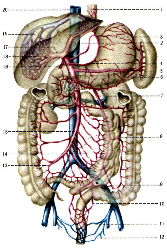 425.   . 1 - vv. esophageae; 2 - r. sinister v. portae; 3 - v. gastrica sinistra; 4 - v. gastrica dextra; 5 - v. lienalis; 6 - v. gastroepiploica sinistra; 7 - v. mesenterica inferior; 8 - v. colica sinistra; 9 - vv. sigmoideae; 10 - v. rectalis superior; 11 - vv. rectales mediae; 12 - vv. rectales inferiores; 13 - v. iliocolica; 14 - vv. jejunales; 15 - v. mesenterica superior; 16 - vv. paraumbilical; 17 - r. dexter v. portae; 18 -   ; 19 - vv. hepaticae; 20 - v. cava inferior
