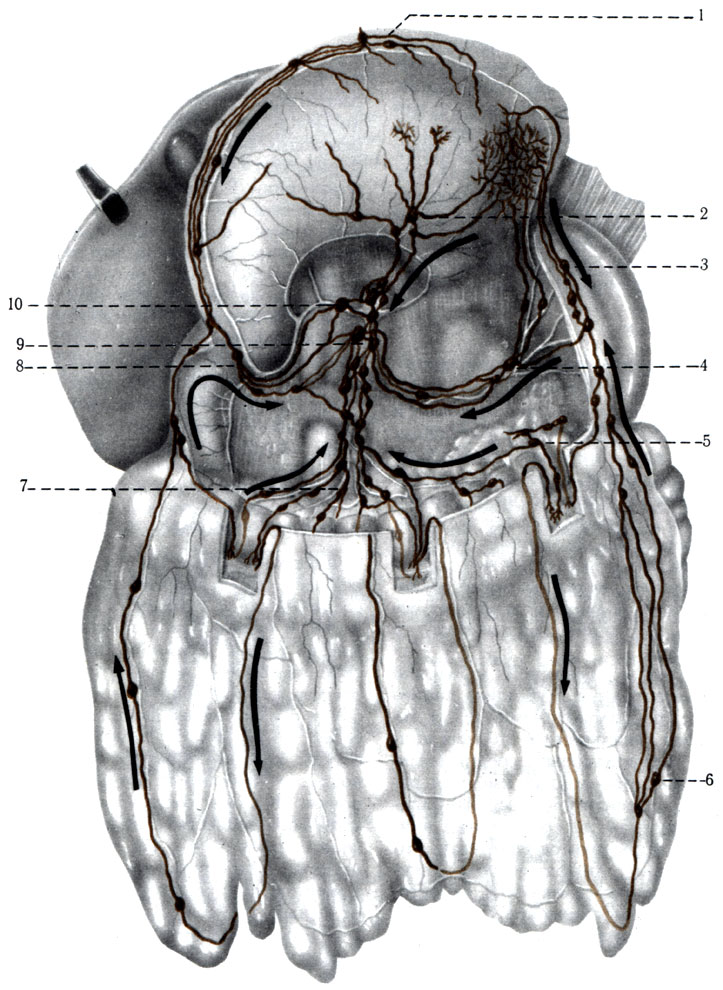 441.         ( . . ). 1 - nodi lymphatici gastrici dextri; 2 -  n. lymphatici gastroepiploic! dextri; 3 - nodi lymphatici gastrici sinistri; 4 - nodi pancreaticolienales; 5 - nodi lymphatici gastroepiploic! sinistri; 6 - nodi lymphatici omentales; 7 - nodi lymphatici colici dextri; 8 - nodi lymphatici pylorici; 9 - nodi lymphatici celiaci; 10 - nodi lymphatici hepatici