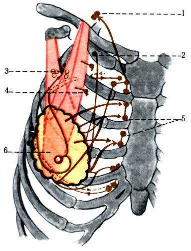 444.        . 1 - nodi lymphatici cervicales profundi inferiores; 2 - nodi lymphatici infraclaviculares; 3 - nodi lymphatici axillares; 4 - nodi lymphatici pectorales; 5 - nodi lymphatici parasternales; 6 -  