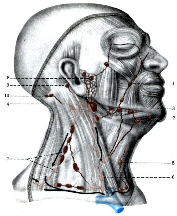 449.        (    ). 1 - nodi lymphatici buccales; 2 - nodi submentales; 3 - nodi lymphatici submandibuleres; 4 - nodi lymphatici cervicales profundi superiors; 5 - nodi lymphatici cervicales superficialises anteriores; 6 - nodi lymphatici cervicales profundi inferiors; 7 - nodi lymphatici cervicales profundi laterales; 8 - nodi lymphatici parotidei superficialises; 9 - nodi lymphatici retroauriculares; 10 - nodi lymphatici occipitales