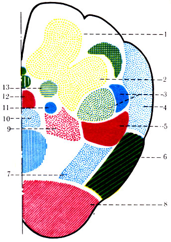 464.           . 1 - n. gracilis; 2 - n. cuneatus; 3 -  V   ; 4 - tr. spinocerebellaris posterior; 5 - tr. rubrospinalis; 6 - tr. spinocerebellaris anterior; 7 - tr. spinothalamics lateralis; 8 - tr. corticospinalis; 9 - tr. reticulospinalis; 10 - tr. spinothalamics anterior; 11 -  XII   ; 12 - tr. tectospinal; 13 -   X 