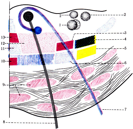 465.        	 . 1 -  V ; 2 -  VIII ; 3 - tr. rubrospinal; 4 - tr. spinocerebellaris anterior; 5 - tr. spinocerebellaris posterior; 6 - tr. spinothalamics lateralis; 7 -VII ; 8 - VI ; 9 - tr. corticospinalis (pyramidalis); 10 - fasc. longitudinalis medialis; 11 - tr. spinothalamicus anterior; 12 - tr. tectospinal; 13 - tr. reticulospinalis