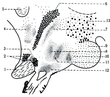 470.    . 1 - chiasma opticum; 2 - nucl. supraopticus; 3 - nucl. suprachiasmaticus; 4 - nucl. preopticus; 5 - commissura cerebri anterior; 6 - nucl. paraventricularis; 7 - nucl. superomedialis; 8 - nucl. inferomedialis; 9 - nucl. corporis mamillaris; 10 - nucl. premamillaris; 11 - nucl. periventricularis; 12 - nucl. tuberis: 13 - nucl. posterior