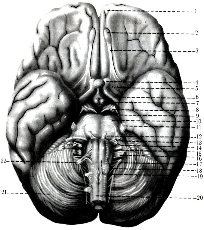 473.    . 1 - sulcus olfactorius; 2 - bulbus olfactorius; 3 - tr. olfactorius; 4 - n. opticus; 5 - trigonum olfactorium; 6 - tr. opticus; 7 - corpus mamillare; 8 - n. oculomotorius; 9 - n. trochlearis; 10 - pons; 11 - n. trigeminis; 12 - n. abducens; 13 - n. facialis; 14 - n. vestibulocochlearis; 15 - n. glossopharyngeus; 16 - n. vagus; 17 - n. accessorius; 18 - oliva; 19 - pyramis; 20 - medulla spinalis; 21 - cerebellum; 22 - n. hypoglossus