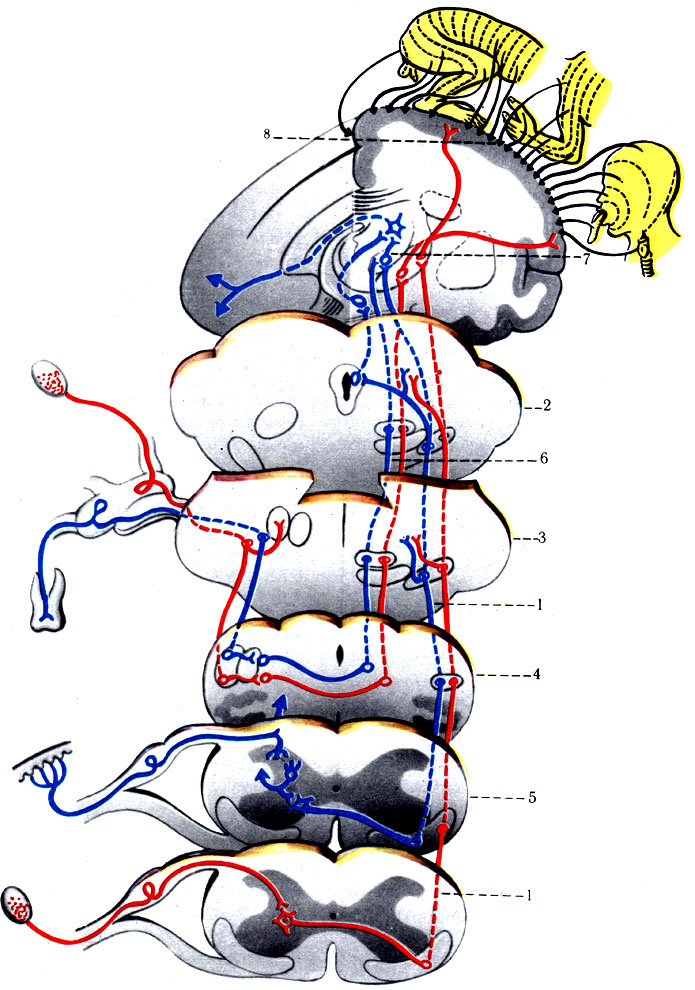 496.         ( ). 1 - tr. spinothalamicus anterior; 2 -  ; 3 - ; 4 -  ; 5 -  ; 6 - tr. spinalis n. trigemini; 7 - ; 8 - gyrus postcentral