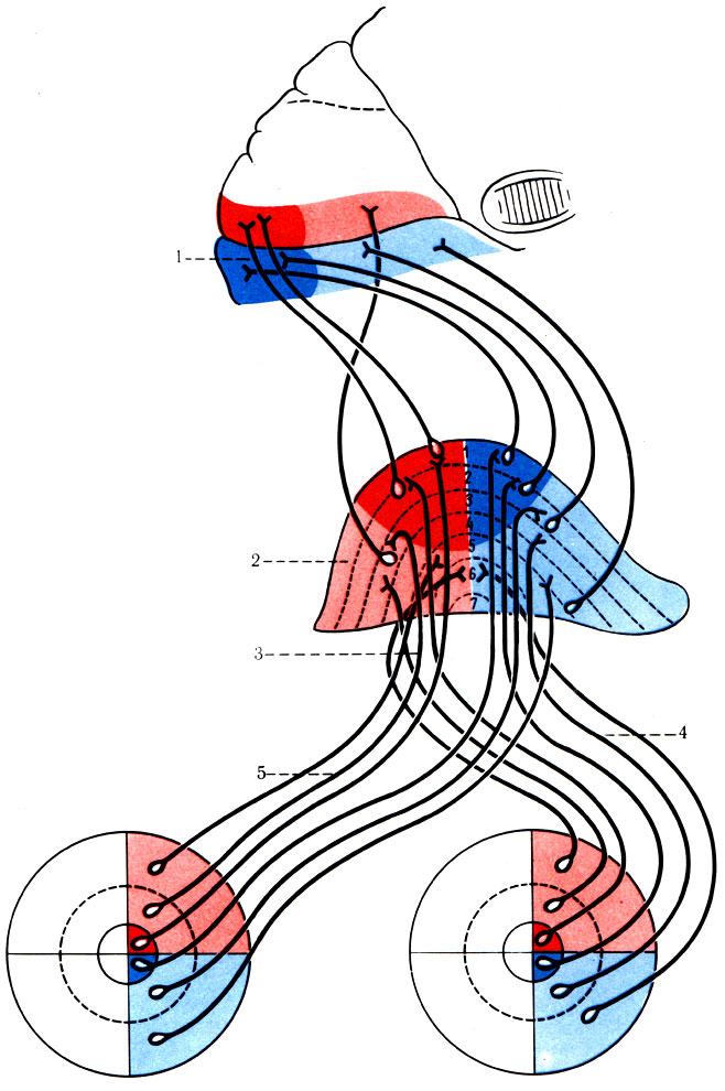 498.      ( )        ( ). 1 -   ; 2-       (1-7); 3 -  ; 4 -    ; 5 -    