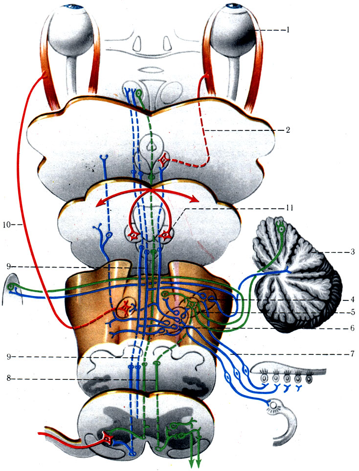501.     . 1 - ; 2 - III  ; 3 - ; 4 -   ; 5 -   ; 6 -    ; 7 -  ; 8 - - ; 9 -   (); 10 -  