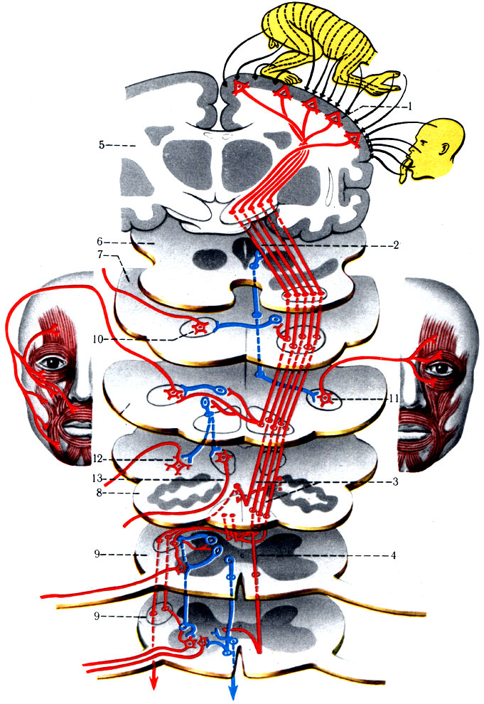 504.    ( ). 1 - gyrus precentralis; 2 - tr. corticonuclearis; 3 - tr. corticospinalis lateralis; 4 - tr. corticospinalis anterior; 5 -   ; 6 -  ; 7 - ; 8 -  ; 9 -  ; 10 -   V ; 11 -   VII ; 12 -   IX, X, XI ; 13 -  XII 