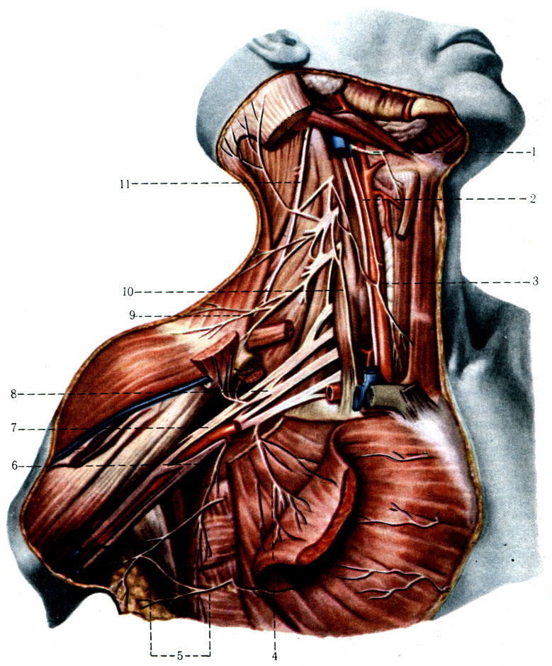 513.    . 1 - n. hypoglossus; 2 - n. vagus; 3 - ansa cervicalis; 4 - nn. pectorales medialis et lateralis; 5 - nn. intervostobrachiales; 6 - n. thoracicus longus; 7 - fasc. lateralis; 8 - plexus brachialis; 9 - nn. supraclaviculars; 10 - n. phrenicus; 11 - n. accessorius