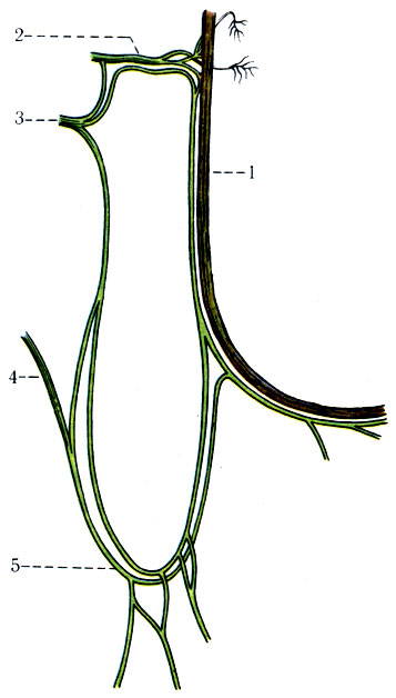 514.      . 1 - n. hypoglossus; 2 - n. suboccipital; 3 -   II  ; 4 -   III  ; 5 - ansa cervicalis