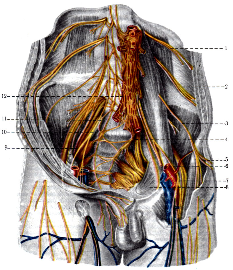 518.    . 1 - n. subcostalis; 2 - n. iliohy pogastricus; 3 - n. ilioinguinal is; 4 - truncus lumbosacral; 5 - n. cutaneus femoris lateralis; 6 - n. genitofemoralis; 7- n. femoralis; 8 - n. obturatori-us; 9 - pi. sacralis; 10 - gangl. sympathica sacralia; 11 - truncus sympathicus; 12 - pi. aorticus abdominalis