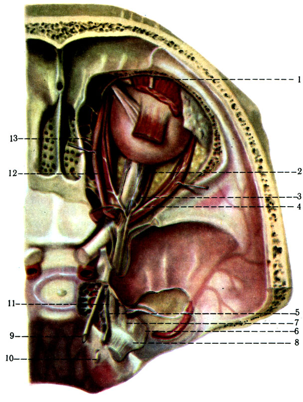 522.   . 1 - n. supraorbitalis; 2 - nn. ciliares breves; 3 - gangl. ciliare; 4 - n. abducens; 5 - n. oculomotorius; 6 - n. mandibularis; 7 - n. maxillaris; 8 - gangl. trigeminale; 9 - n.troch-learis; 10 - n. abducens; 11 - n. ophthalmicus; 12 - n. nasociliaris; 13 - n. ethmoidalis