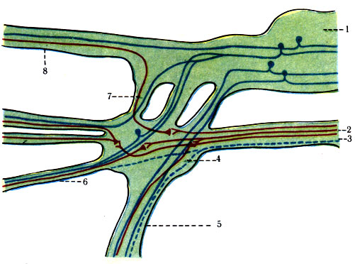 525.    .   -  ;  - ;  () - . 1 - gangl trigeminale; 2 - n. petrosus major; 3 - petrosus profundus; 4 - gangl. pterygopalatinum; 5 - nn. palatini minores; 6 - rr. nasajes; 7 - nn. pterygopalatini; 8 - n. zygomaticus