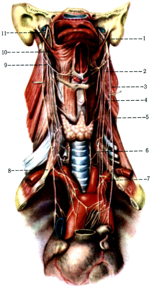 530.   ( ). 1 - m. styloglossus; 2 - truncus sympathicus; 3 - n. vagus; 4 - n. cardiacus cervicalis superior; 5 - r. cardiacus cervicalis superior; 6 - n. laryngeus recurrens; 7 - n. cardiacus cervicalis inferior; 8 - m. scalenus anterior; 9 - n. hypoglossus; 10 - gangl. cervicale superior; 11 - n. vagus