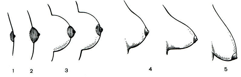 543.     . 1 -   ; 2 -  ; 3 -  ; 4 -  ; 5 -  