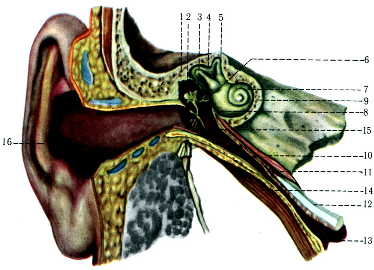 555.     . 1 - paries tegmentalis; 2 - malleus; 3 - incus; 4 - canalis semicircularis posterior; 5 - canalis semicircularis anterior; 6 - stapes; 7 - cochlea; 8 - cavum tympani; 9 - auris interna; 10 - m. tensor tympani; 11 - tuba auditiva; 12 - cartilago tubae auditivae; 13 - ostium pharyn-geum tubae auditivae; 14 - m. levator veli palatini; 15 - membrana timpani; 16 - auris externa