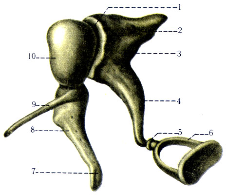 557.  , . 1 - articulatio incudomalleolaris; 2 - crus breve incudis; 3 - incus; 4 - crus longum incudis; 5 - articulatio incudostapedia; 6 - stapes; 7 - manubrium mallei; 8 - malleus; 9 - processus anterior; 10 - caput mallei