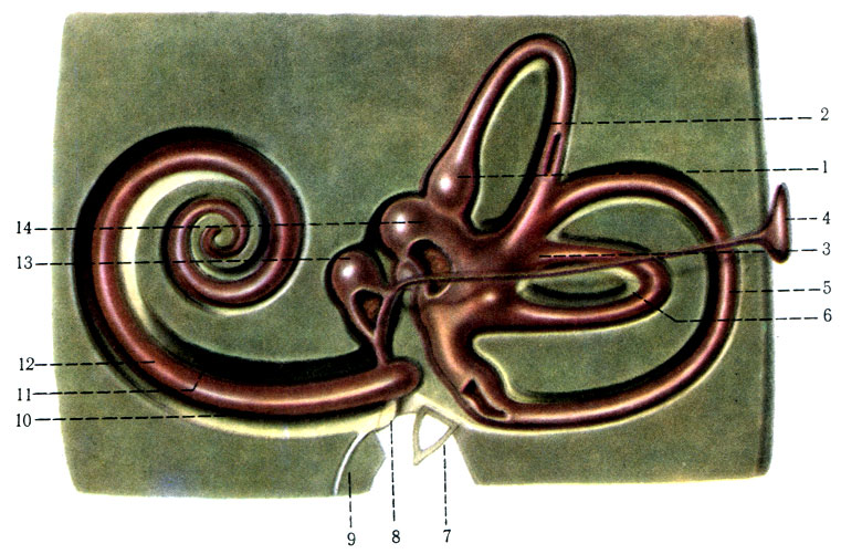 559.     (). 1 - ampulla membranacea anterior; 2 - ductus semicircularis; 3 - ampulla membranacea; 4 - saccus endolymphaticus; 5 - ductus semicircularis posterior; 6 - canalis semicircularis lateralis; 7 - stapes; 8 - membrana tympani secundaria; 9 - canaliculus cochleae; 10 - scala tympani; 11 - scala vestibuli; 12 - ductus cochlearis; 13 - sacculus; 14 - utrfculus