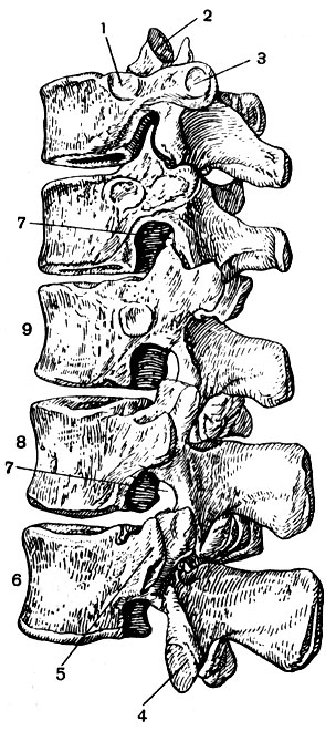 . 13.       : 1 -  ; 2 -   ; 3 -     X  ; 4 -   ; 5 -  ; 6 -   ; 7 -  ; 8 -  I  ; 9 -  XII  