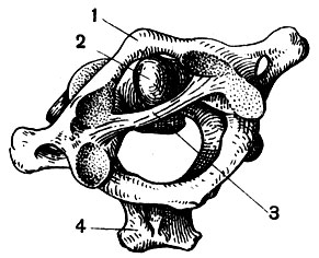 . 16.     ( ): 1 -   ; 2 -   ; 3 -   ; 4 -    