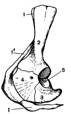 . 23.    : 1, 1' -     (1' - ); 2 - ; 3 - ; 4 - ; 5 -      