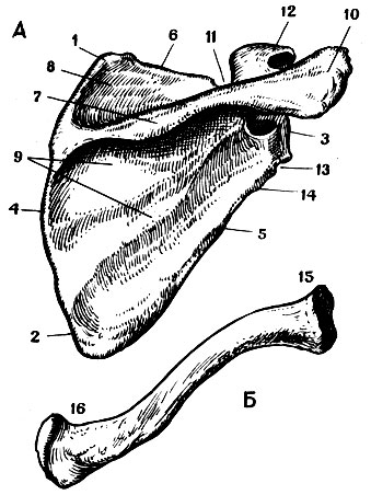 . 24.   :  -   ;  -   ; 1 - , 2 -   3 -  ; 4 - , 5 -   6 -  ; 7 - ; 8 -  ; 9 -  ; 10 - ; 11 - ; 12 -  ; 13 - ; 14 -  ; 15 -   16 -   