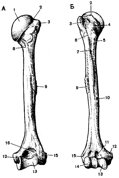 . 25.   :  - ;  - ; 1 - ; 2 -  ; 3 -  ; 4 -    5 -  ; 6 -  ; 7 -   ; 8 -  ; 9 -  ; 10 -   ; 11 -  ; 12 -  ; 13 - ; 14 -  ; 15 -  ; 16 -  