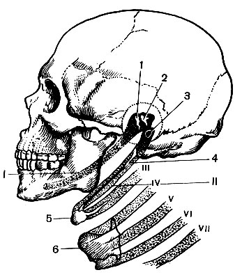 . 41.      (): I -   () ; II -   () ; III-VII -  ; 1 - ; 2 - ; 3 - ; 4 -      -  ,        (5); 6 -  