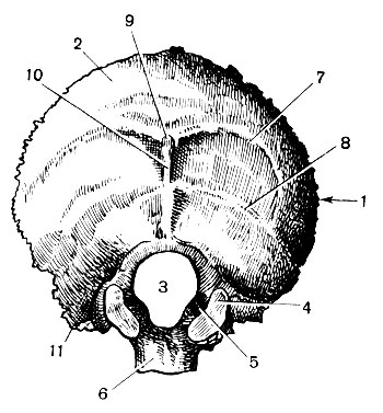 . 43.   : 1 -  ; 2 - ; 3 -   ; 4 -  ; 5 -   ; 6 -  ; 7 -   8 -   ; 9 -   ; 10-   ; 11 -  