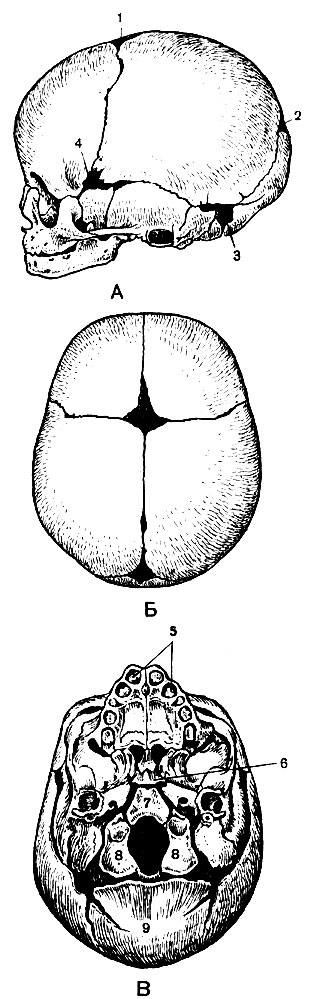 . 46.  :  - ;  - ;  - ; 1 - , 2 - , 3 -    4 -   ; 5 -   (); 6 -  ; 7 -  ; 8 -    9 -   