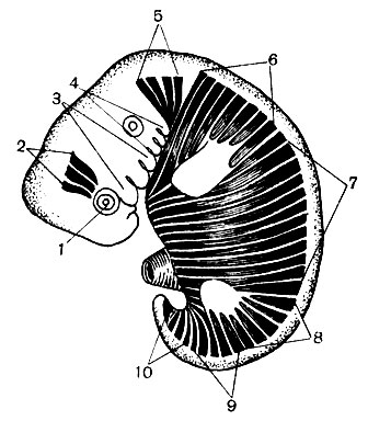 . 53.         : 1 - ; 2 -  ; 3 - I  II  . I ; 4 - II-IV  ; 5 - , 6 - , 7 - , 8 - , 9 -   10 -  