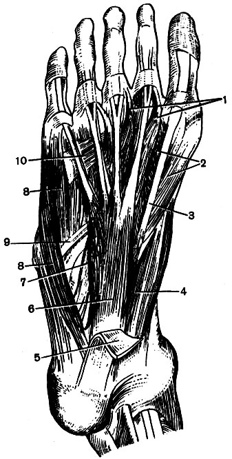 . 58.    : 1 - ; 2 -    ; 3 -     ; 4 - ,   ; 5 -   (); 6 -   ; 7 -   ; 8 -   V ; 9 -    ; 10 - ,   