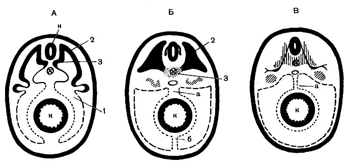 . 65.   .  -  :   (1)     ,        (2),    (3);       ( )   ( ) ,      ();   :        ,   ()   () ;  -  :   ,    , .      ,   .   ()  ;   -   (),    