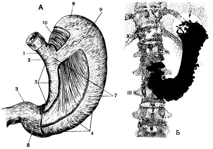 . 73. :  -  ,         ; 1 -   ; 2 -    ; 3 - ; 4 -  ; 5 -  ; 6 - ; 7 -  ; 8 -     (     ); 9 -    (   ); 10 -   ;  -        ; XII -  ; III -   .       