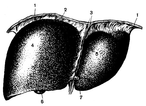 . 80.  : 1 - ; 2 -   3 -  ; 4 -   5 -  ; 6 -  ; 7 -  