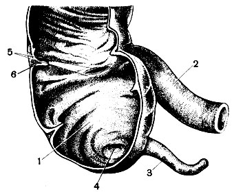 . 83.   (  ): 1 -  ; 2 -  ; 3 -  ; 4 -      ; 5 - -  (   ); 6 -    