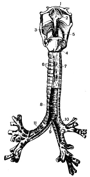 . 86. ,     (): 1 -  ; 2 - ; 3 - , 4 -   5 -   ; 6 -  ,   ; 7 -   ; 8 -   ; 9 -  ; 10 -   11 -   ; 12 -   
