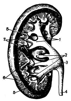 . 87.   (  ): 1 -  ; 2 -  ; 3 - ; 4 - ; 5 -  ; 6 - ; 7 -  