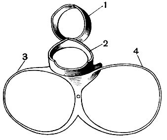 . 95.    (). : 1 -  , 2 - , 3 -   4 -  - 